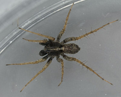 Pardosa agrestis M 7-8239.jpg