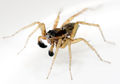 Pardosa nigriceps M 8-04603.jpg