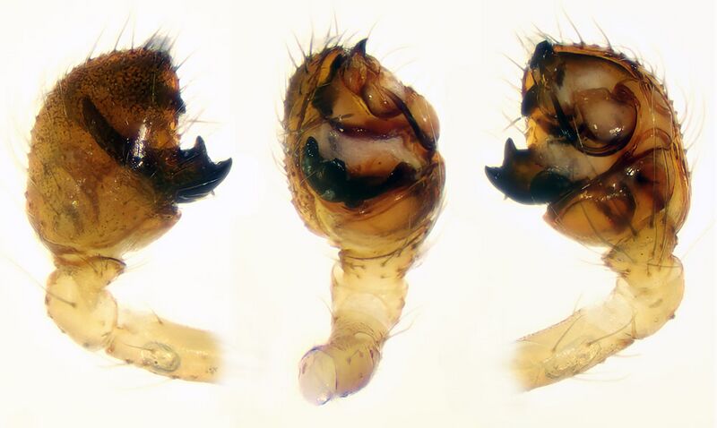 Datei:Theridion varians.jpg