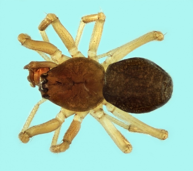 Datei:Trichoncus varipes male 20180210170837-9ecb96dc-me.jpg