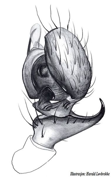 Datei:Drepanotylus borealis palp HLovbrekke.jpg