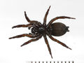 Gnaphosa lapponum female A5957 PL1397.JPG