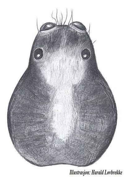 Pardosa lasciva prosoma male HLovbrekke.jpg