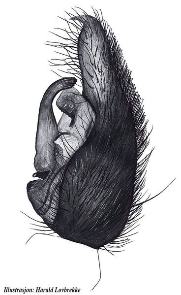 Datei:Pardosa riparia palp sid HLovbrekke.jpg