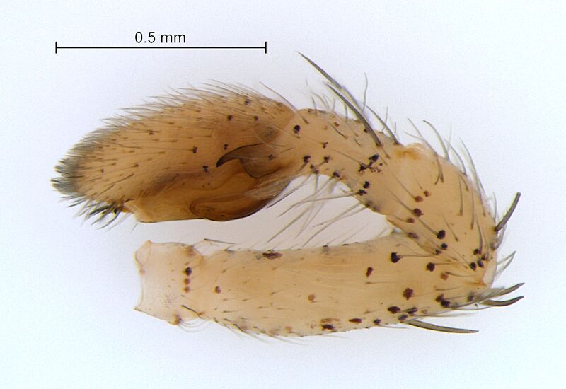 Datei:Philodromus albidus palp lateral DoeC.jpg