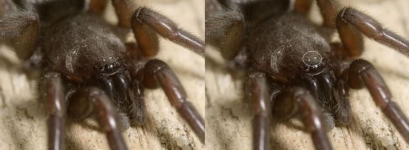 Datei:Scoto augen kreis.JPG