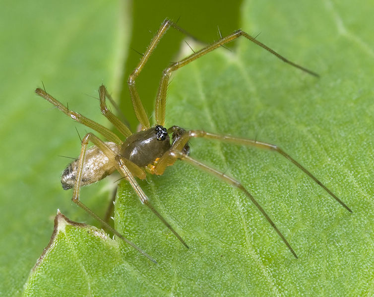 Datei:Tenuiphantes-tenuis Weimar-5034 14-08 03-male.jpg