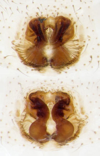 Datei:Xysticus-caperatus GR-Igounemitsa 10-05 04-Epig-Vulva.jpg