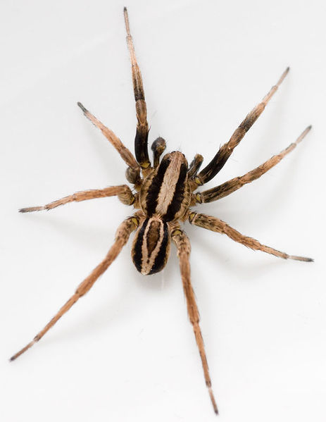 Datei:Alopecosa trabalis M 8-04563.jpg