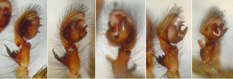 Datei:Amaurobius similis 10 1024.jpg