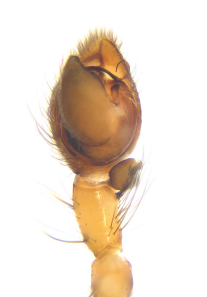 Datei:Anyphaena accentuata male A2195 PN4252.jpg