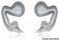 Vulva dorsal
