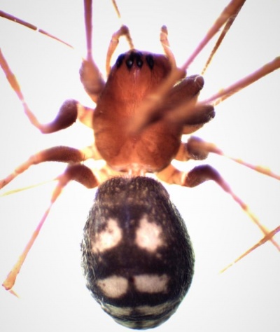 Bathyphantes reprobus fe do HLovbrekke.jpg