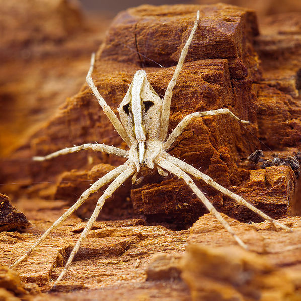 Datei:Cladycnis-insignis Teneriffa-Caldera 15-06 03.jpg