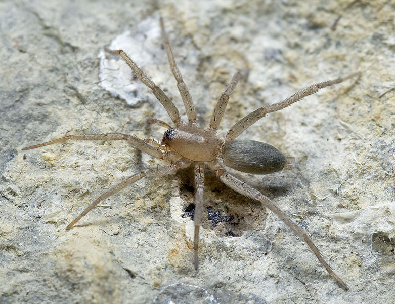 Datei:Drassodes-luteomicans Sardinien-IsolaCaprera 13-07 06.jpg