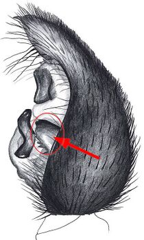 Pardosa palustris lpalp HLovbrekke-markiert.jpg