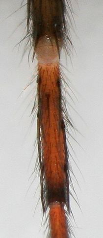 Segestria senoculata metatarsus1.jpg