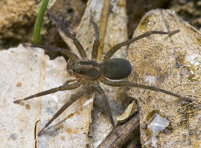 Datei:Trabea-paradoxa Sardinien-LagoBaratz 13-04 03.jpg