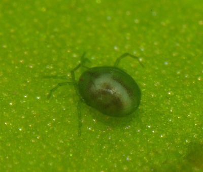 Arrenurus globator A2859 PE5113.JPG