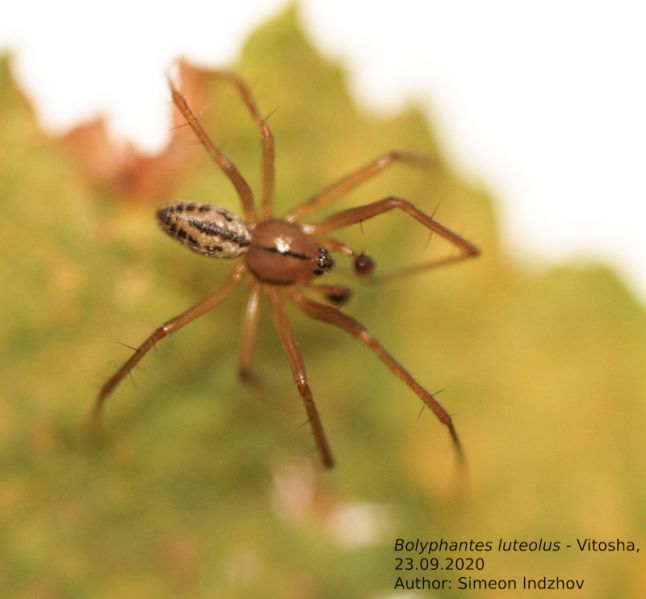 Datei:Bolyphantes luteolus dorsal Bulgaria.jpg