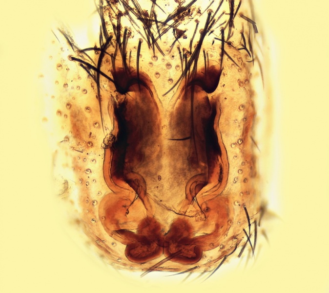 Datei:Civizelotes dentatidens Epigyne 20141222121052-319ce090-me.jpg