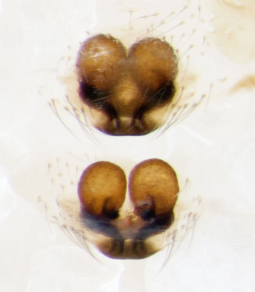 Datei:Enoplognatha-thoracica Teneriffa-LasCasas 15-08 03-epig-vulva.jpg