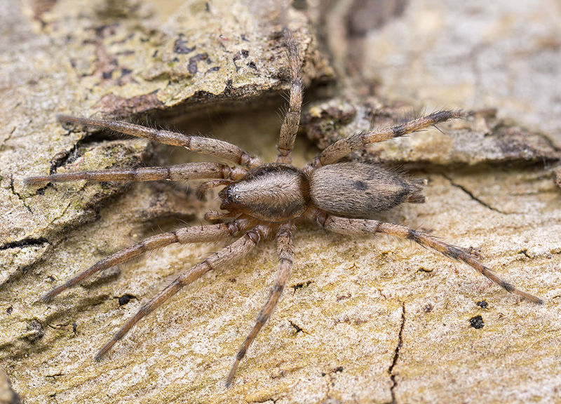 Datei:Macarophaeus-varius GC-BarrancoCernicalos 16-05 01-male.jpg