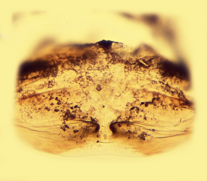 Datei:Spermophorides simoni vulve 20140820100406-ab9a456b-me.jpg