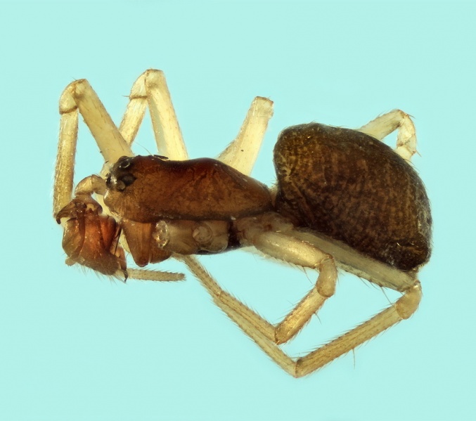 Datei:Trichoncus varipes male 20180210170843-b81e9d3f-me.jpg