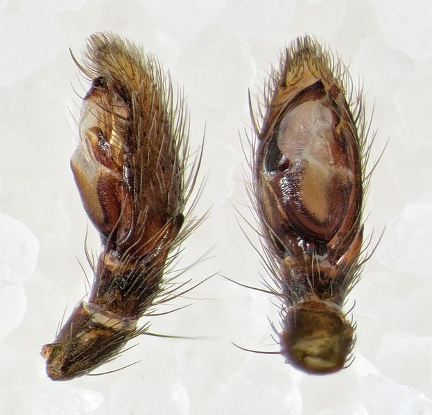 Datei:Zelotes-laetus GC-EmbalseCuevaNinas 16-04 08-Ped.jpg