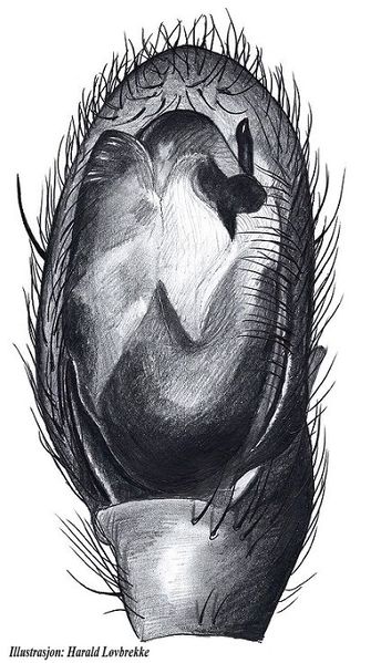 Datei:Zelotes latreillei palp HLovbrekke.jpg