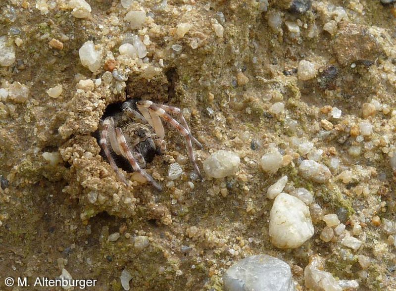 Datei:Arctosa cinerea 5 1024.jpg