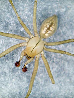 Bolyphantes alticeps 3 1024.jpg