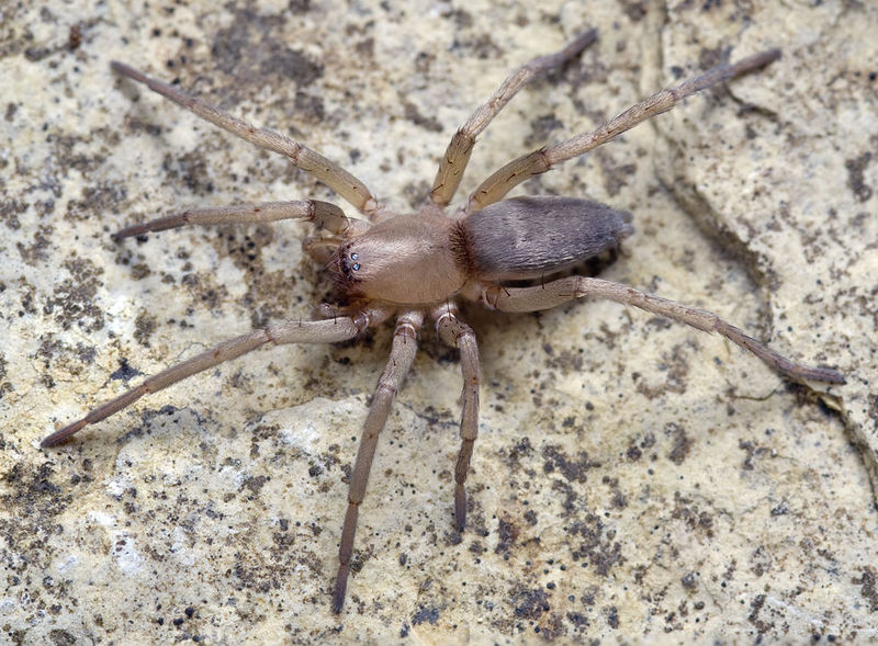 Datei:Drassodes-lutescens Sardinien-IsolaCaprera 13-04 03.jpg