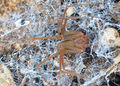 Loxosceles-rufescens-Canu-2.jpg