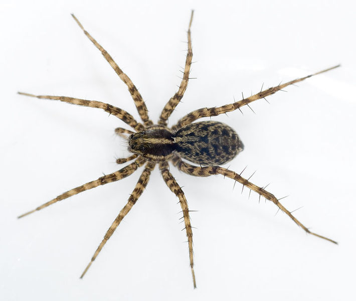 Datei:Pardosa-riparia Ungarn-Buekk 09-05 01.jpg