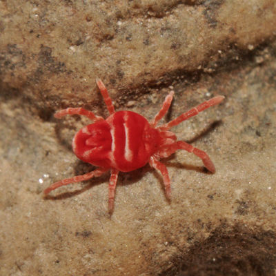 Platytrombidium fasciatum PG4052.JPG