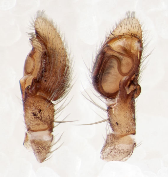Datei:Pulchellodromus-bistigma Sardinien-IsolaCaprera 13-04 06-Ped.jpg