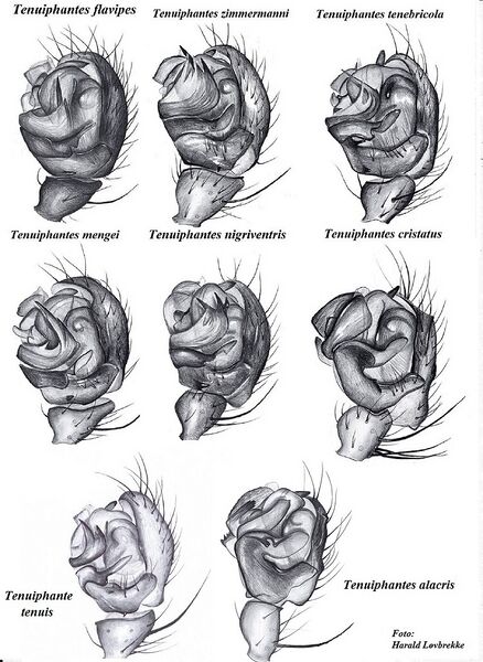 Datei:Tenuiphantes palp side HLovbrekke.jpg