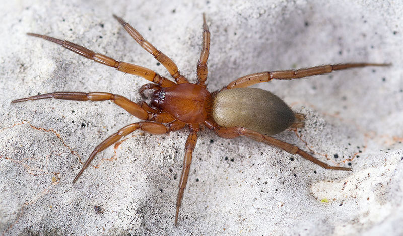 Datei:Zelotes-callidus St-Arnac 15-09 03-female.jpg