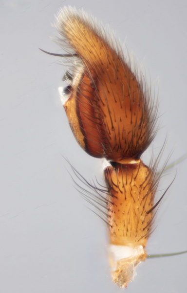 Datei:Drassodes pubescens CML4195 LPalpLat.jpg