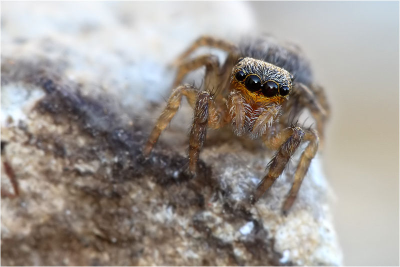 Datei:EuoRuf w1-1-.jpg