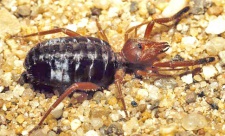 Gluvia-dorsalis John-Osmani.jpg
