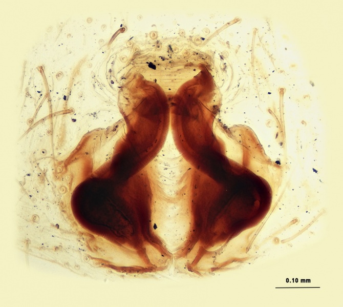 Datei:Gnaphosa alpica Vulva 20180114123126-a54d4571-me.jpg