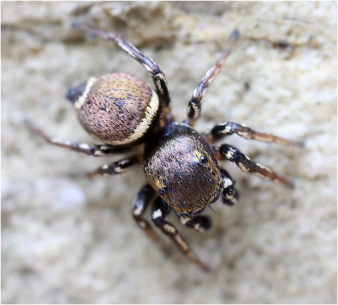 Datei:Heliophanus tribulosus dorsal schaefer.jpg