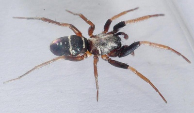 Micaria cf pulicaria-03-800.jpg