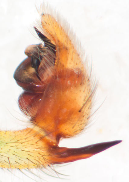 Datei:Micrommata virescens Ped 9-01179.jpg