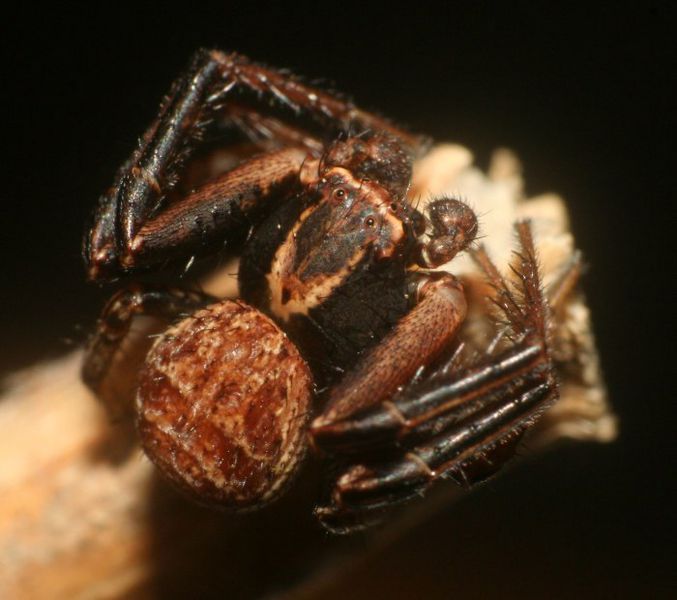 Datei:Xysticus ferrugineus male frits 01.jpg