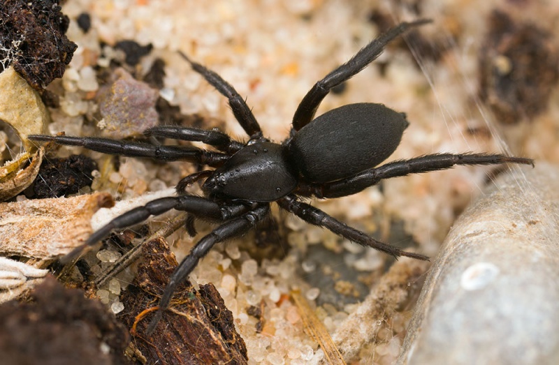 Datei:Zelotes-hermani Bulgarien-Losen 17-04 03-female.jpg