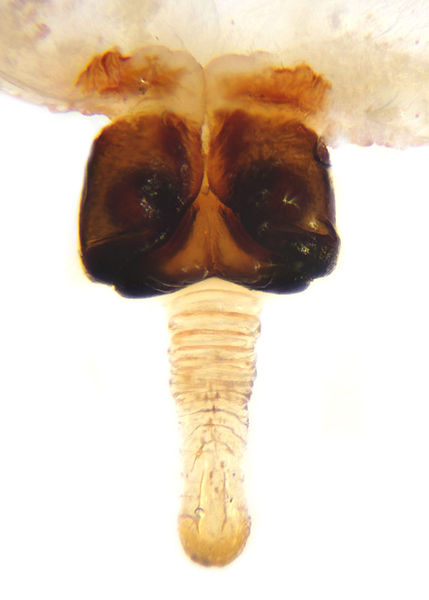 Datei:Araneus diadematus female A6243 PN1451.jpg